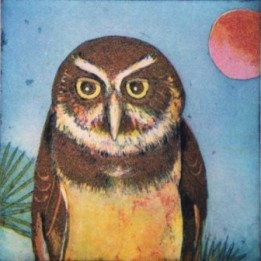 Abendkauz - Bild 1