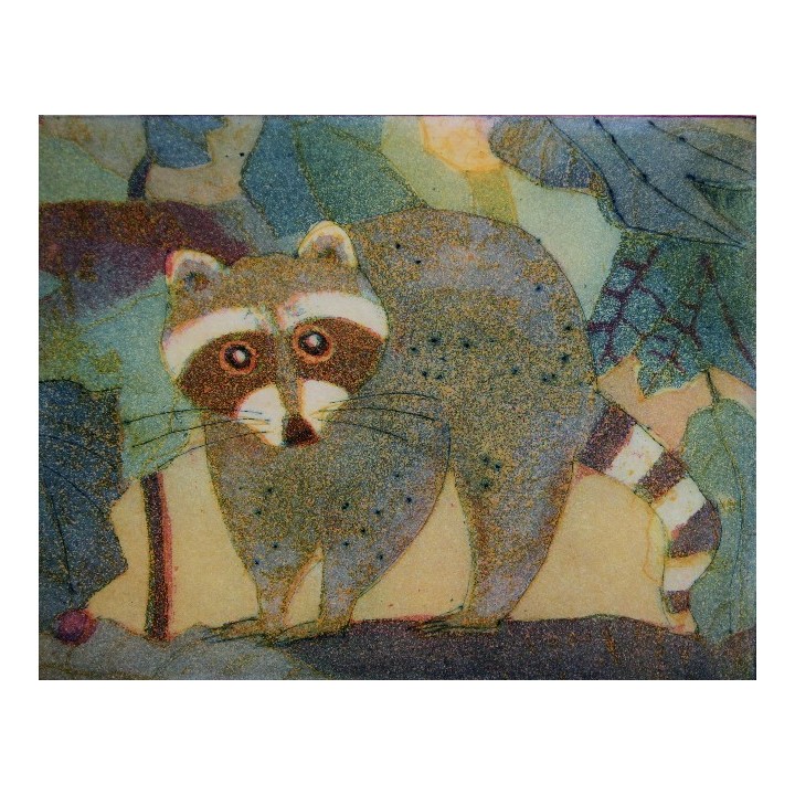 Waschbär - Bild 2