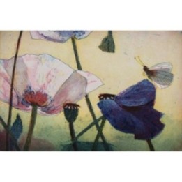 Blauer Mohn - Bild 1